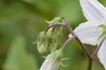 Horse nettle